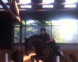 jumper Stingray 3 (Hanoverian, 2005, from Stolzenberg)