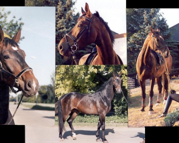 horse Donnerklang 6 (Württemberger, 1992, from Donnerhall) horse Donnerklang 6 (Württemberger, 1992, from Donnerhall)