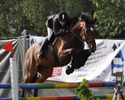 Springpferd Athletico 39 (Westfale, 2000, von Acord II)