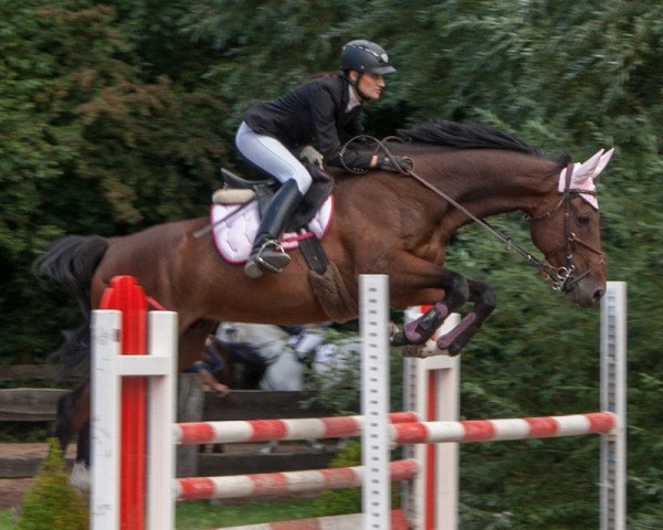horse Dutch Dulio G Z (Zangersheide riding horse, 2006, from Dutch Capitol)