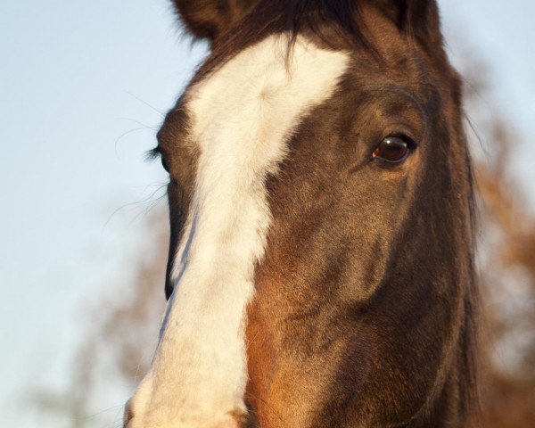 broodmare Patriota Carlotta Con Forza (Oldenburg, 2008, from Patriot)