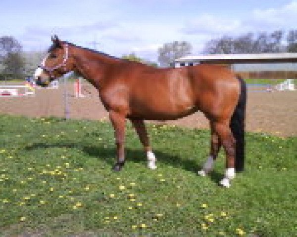 broodmare Lambada (Mecklenburg, 2002, from Loredo)