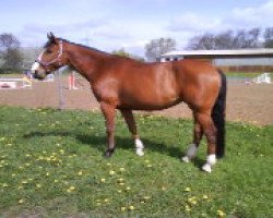 broodmare Lambada (Mecklenburg, 2002, from Loredo)