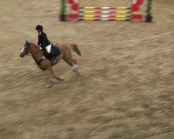 jumper Chester 236 (KWPN (Royal Dutch Sporthorse), 2004, from Zodiak)