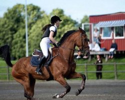 jumper Terex Baloubet (Oldenburg show jumper, 2004, from Baloubet du Rouet)