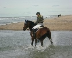jumper Caye Royal M (Westphalian, 2006, from Cayetano L)