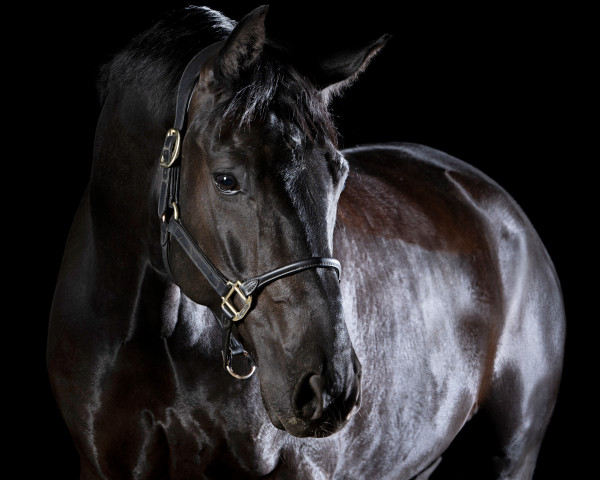 dressage horse Freedom of Fire (Westphalian, 2016, from For Romance I)