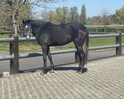 Springpferd Amelia F (Westfale, 2019, von Alaba 2)