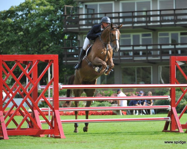 horse Klaris Yee-hah (UK Warmblood, 2013, from Don van het Parelshof Z)
