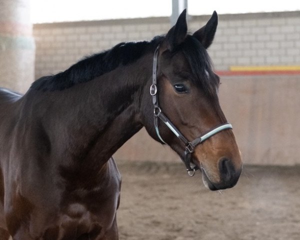 horse Flora Air (Oldenburg, 2014, from Fürst Romancier)