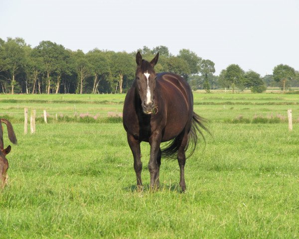 broodmare Gandra (Rhinelander, 1990, from Good Luck)