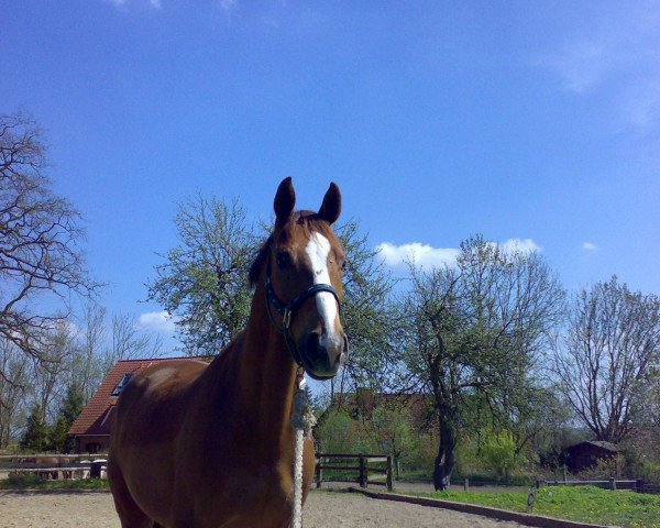 dressage horse Don Ferro (Brandenburg, 2001, from Donjour)