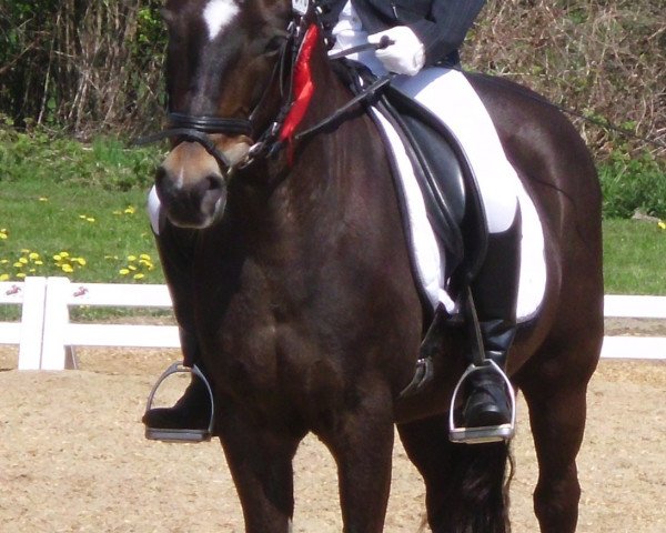 Zuchtstute Brenda 17 (New-Forest-Pony, 1991, von Marlino)