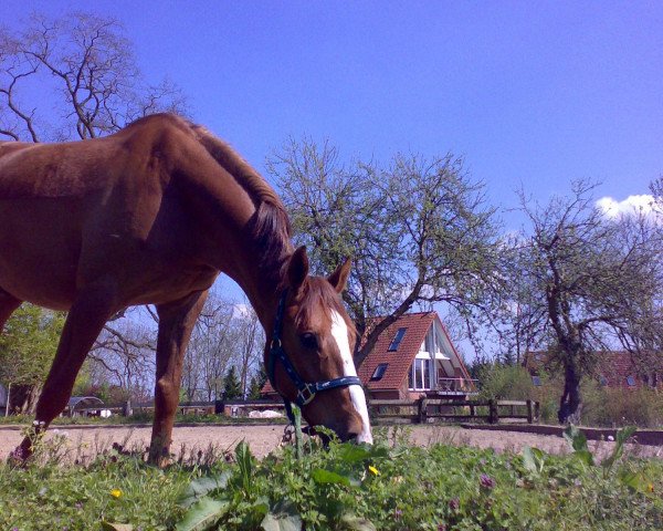 Pferd Don Ferro 2 (Brandenburger, 2001)