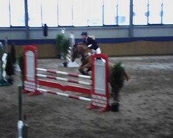 jumper Cortosa (New Forest Pony, 1994, from Black Chiffon)