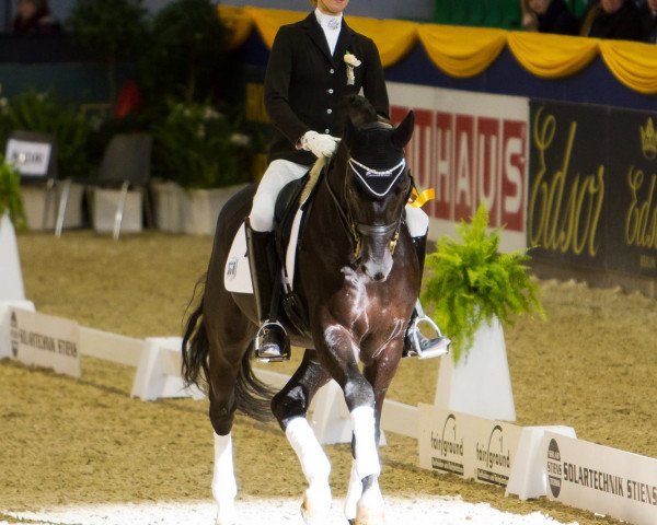 stallion Starlight 187 (Oldenburg, 2000, from Sandro Hit)