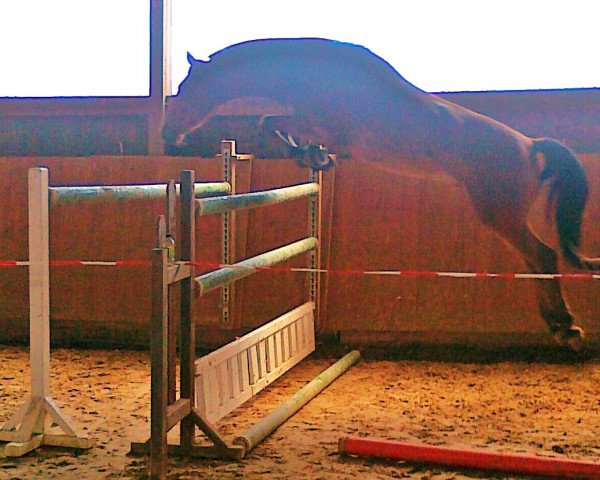 jumper Ludwig (Mecklenburg, 2009, from Legolas)