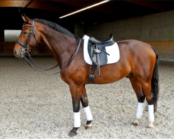 dressage horse Diktus (Mecklenburg, 1999, from Diskret 3448)
