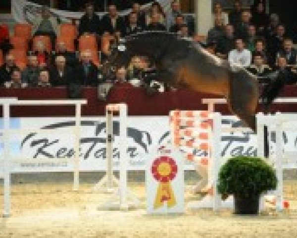 horse Hengst von Ludwigs As (Oldenburg, 2010, from Ludwigs As)