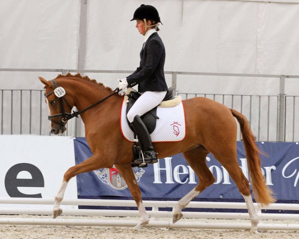Zuchtstute Celebration WE (Deutsches Reitpony, 2009, von FS Cracker Jack)