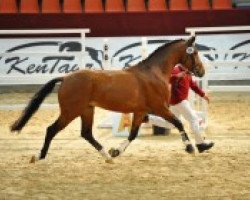 jumper Riamo's Rubin (German Sport Horse, 2009, from Riamo)