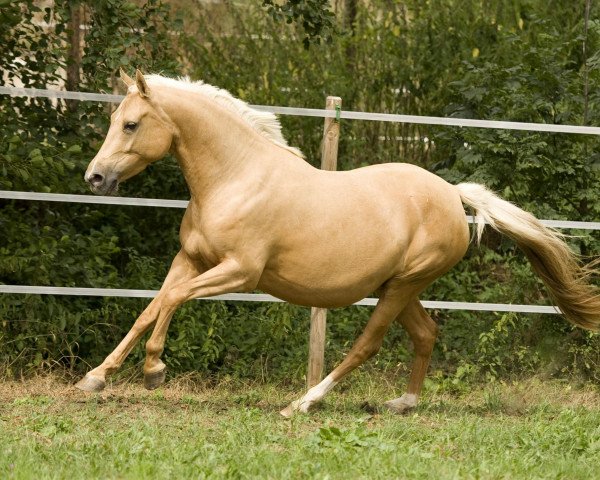 broodmare Greatest Hit (German Riding Pony, 2007, from FS Golden Highlight)