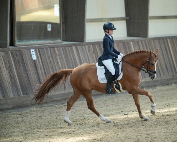 Dressurpferd Crown Caligiuri (Deutsches Reitpony, 2015, von Crown Charm of Royal)