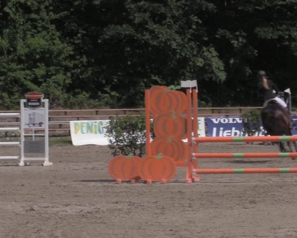 Reitturnier Lgl.-Oberhain, B95 2022