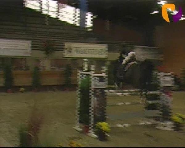 jumper Anton 246 (Holsteiner, 1998, from Alcatraz)