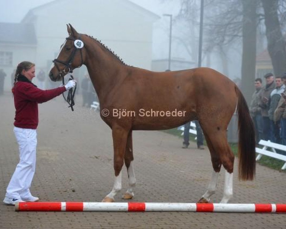 jumper Quantano (Hanoverian, 2010, from Quaterback 10)