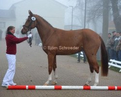 jumper Quantano (Hanoverian, 2010, from Quaterback 10)
