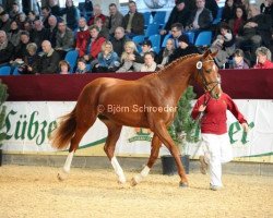 stallion Feuertänzer 3 (German Sport Horse, 2010, from Fidertanz)