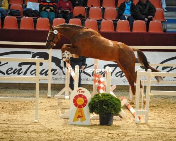 Pferd Dante 101 (Deutsches Sportpferd, 2010, von Damon Hill)