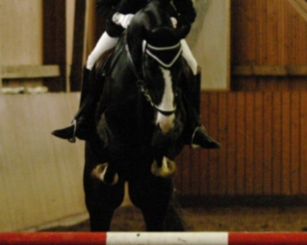dressage horse Black Magic 64 (German Sport Horse, 2006, from Black Money)