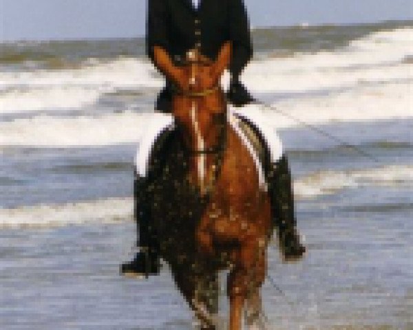 Zuchtstute Fabiana (Zweibrücker, 1990, von Fernal)