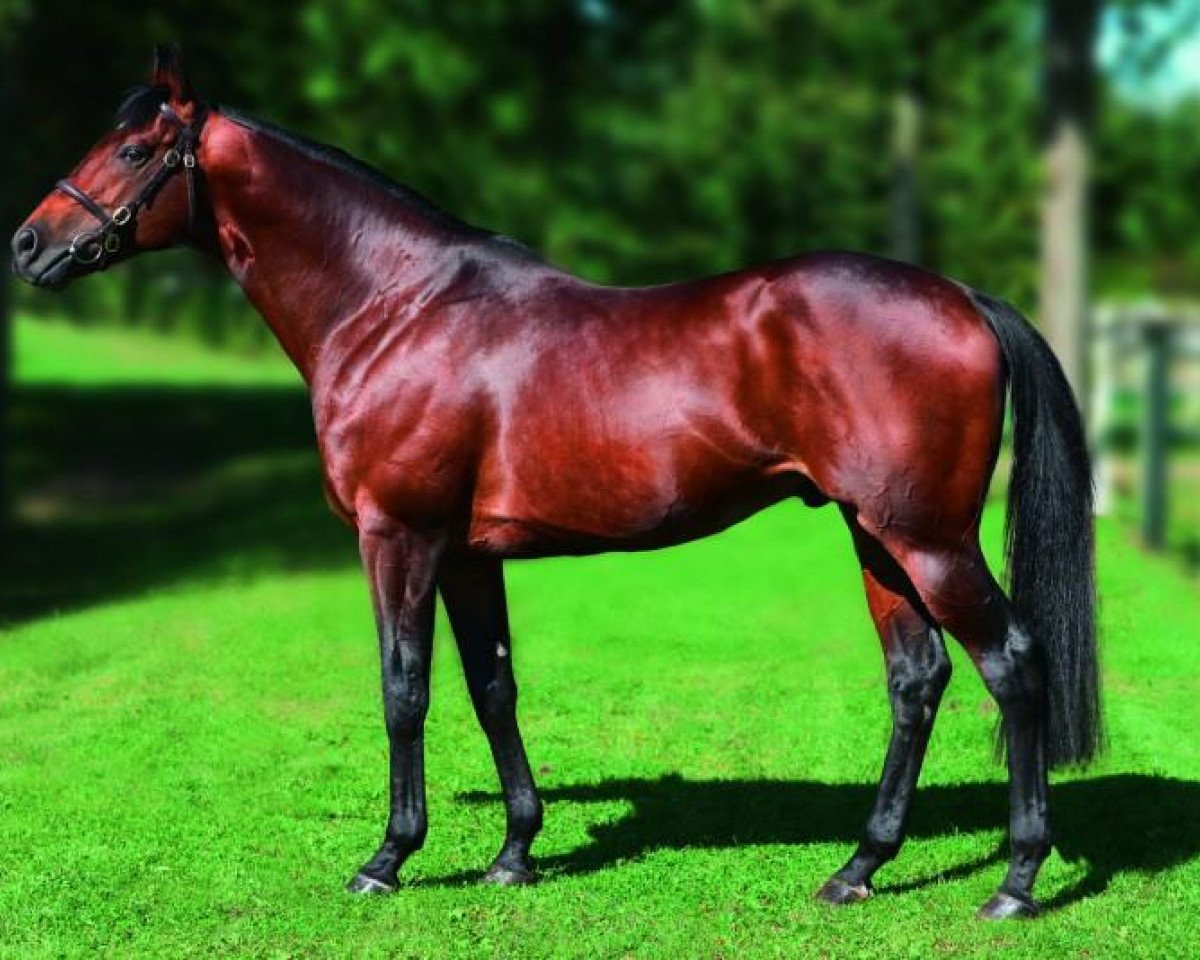 stallion Intendant xx (Thoroughbred, 2001, from Lando xx)
