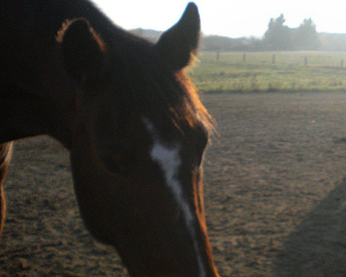 horse Laventos (Sachse, 1999, from Lavall I)