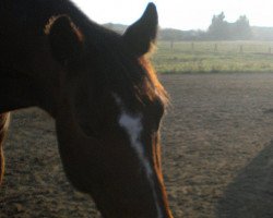 dressage horse Laventos (Sachse, 1999, from Lavall I)