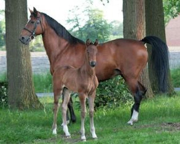 broodmare Lady Sunshine (Oldenburg, 1996, from Levantos I)