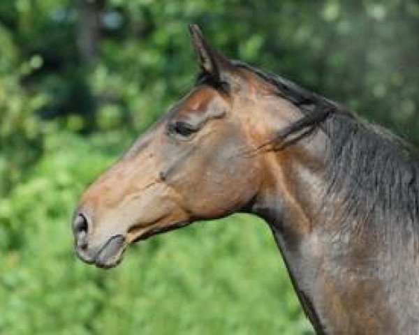 broodmare Jaqueline (Westphalian, 1995, from Jabot)