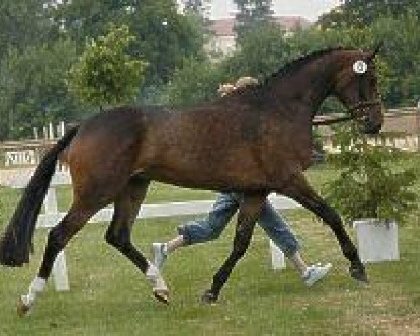 broodmare Hosianna (Westphalian, 2002, from Hohenstein I)