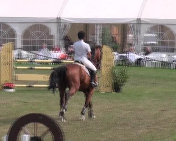 jumper Copy Kill (Hanoverian, 2005, from Contendro I)