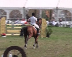 jumper Copy Kill (Hanoverian, 2005, from Contendro I)