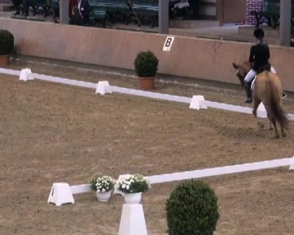 dressage horse Dana (German Riding Pony, 2001, from FS Don't Worry)