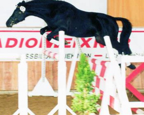 stallion Wengelo's Nelson (Nederlands Welsh Ridepony, 1999, from Coelenhage's Purioso)