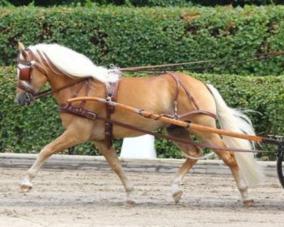 stallion Sammi (6,25% ox) (Edelbluthaflinger, 2007, from Sandros)