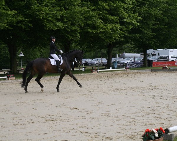 dressage horse Dream Dancer 84 (Hanoverian, 2012, from Donnersmarck)