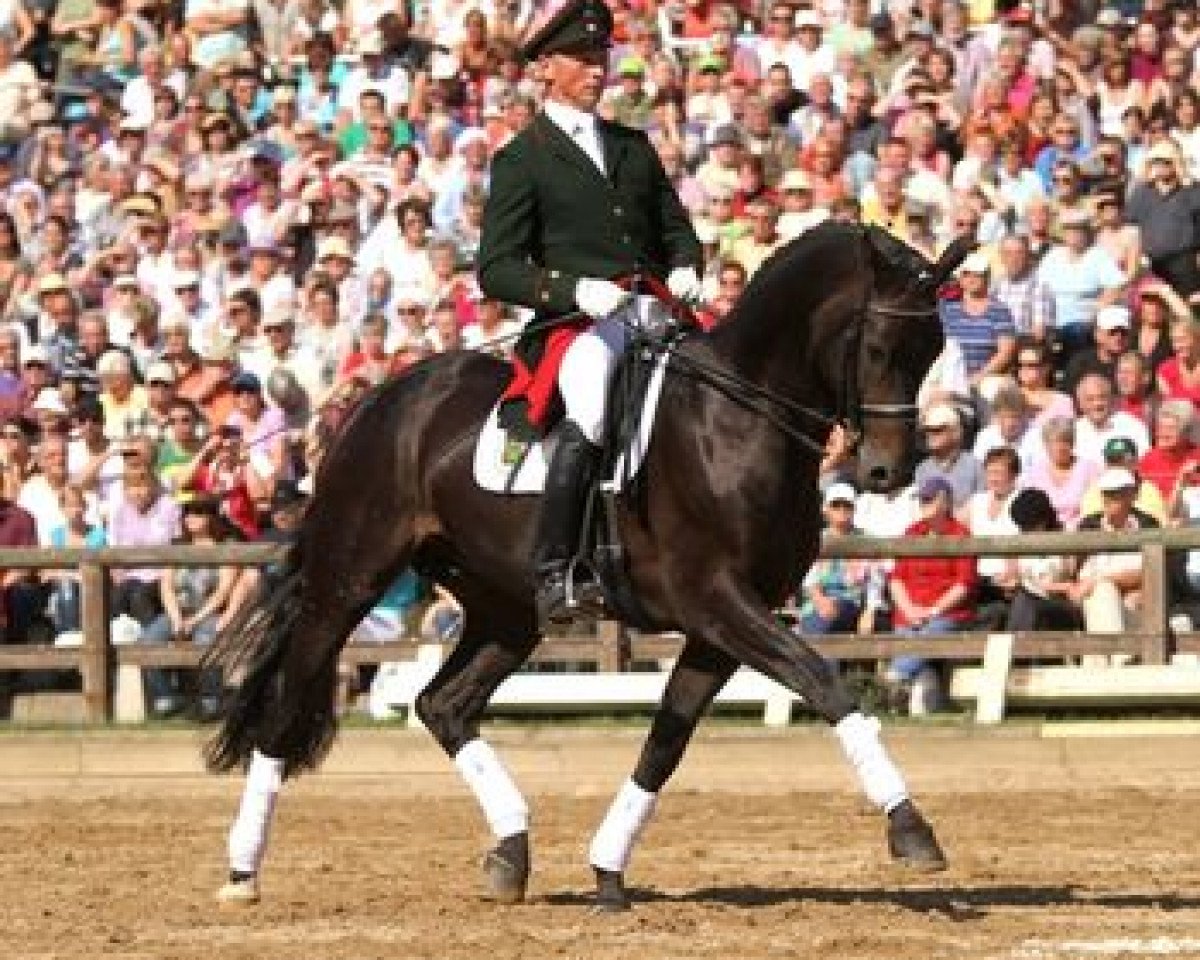 stallion Fürst Wettin (Hanoverian, 2006, from Fürst Heinrich)