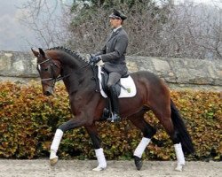 Deckhengst Don Lanero (Hannoveraner, 2007, von Don Crusador)
