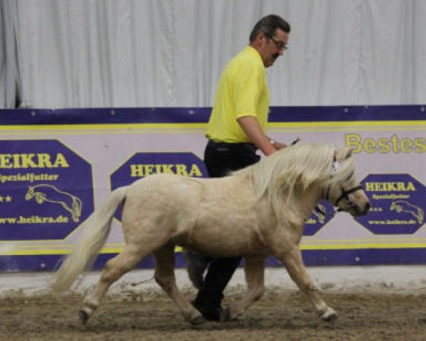 Pferd Aragon von Weyhe (Shetland Pony (unter 87 cm), 2010, von Amadeus E) Pferd Aragon von Weyhe (Shetland Pony (unter 87 cm), 2010, von Amadeus E)